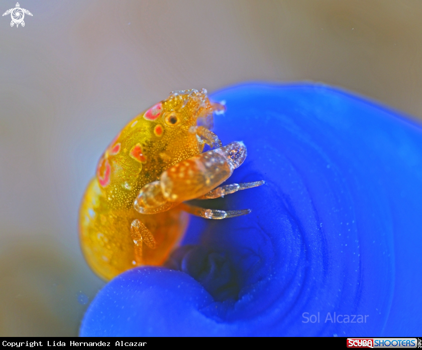 A tunicate shrimp 