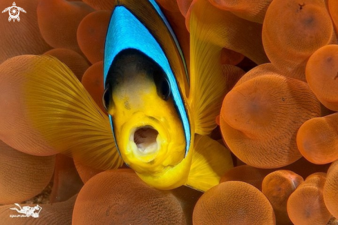 A Clown fish  Pez payaso