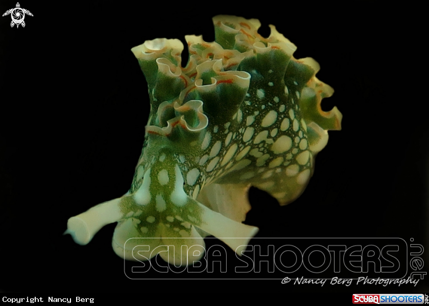 A Lettuce Sea Slug