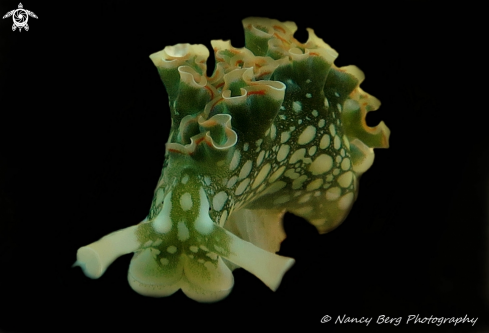 A Elysia crispata | Lettuce Sea Slug