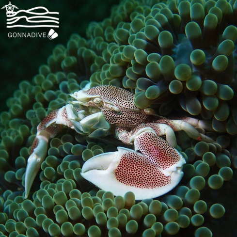 A Neopetrolisthes maculosus | Porcelain anemone crab