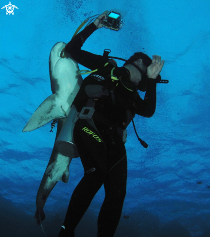 A Carcharinus Longimanus & Homo sapiens | Oceanic White typ Shark 