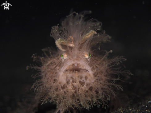 A Hairy Frogfish 