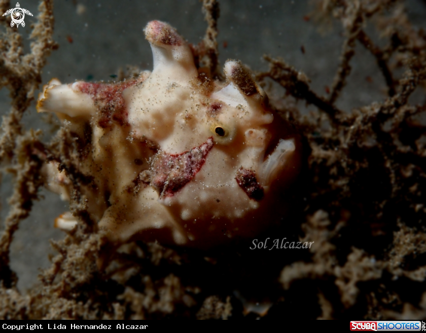 A warty frogfish