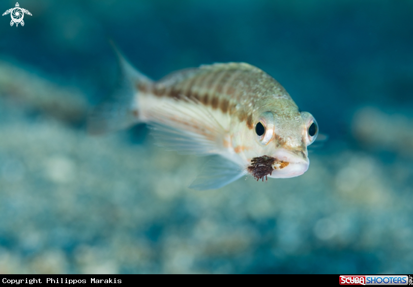 A Parasite on a fish looks like food