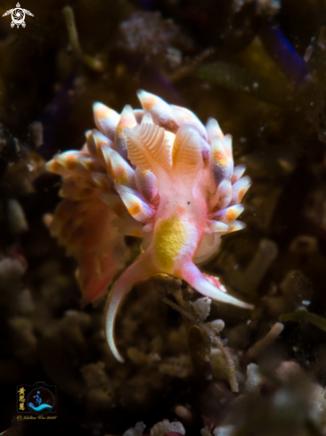 A Gaudy nudibranch
