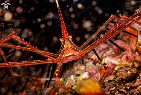 A Stenorhynchus lanceolatus | Arrow Crab
