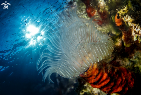 A  Feather Duster Worm | Tube Worm