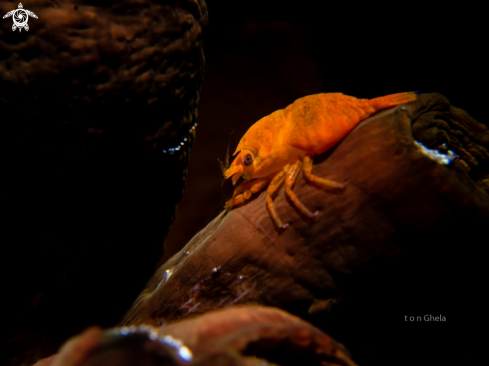 A Pontonides maldivensis | Commensal shrimp