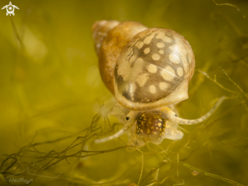 A Physa fontinalis | Freshwater snail