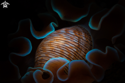 A Bubble shell nudibranch