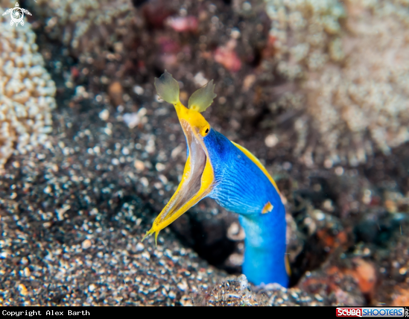 A blue ribbon eel
