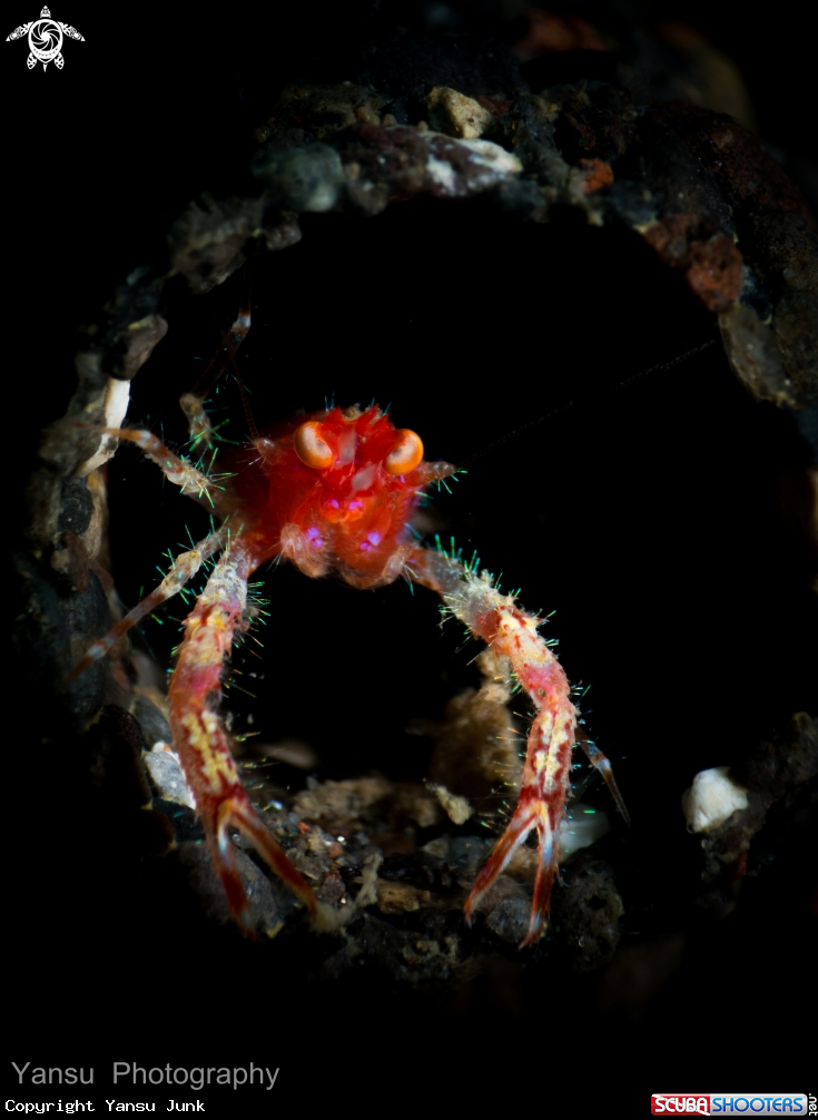 A Forceline crab