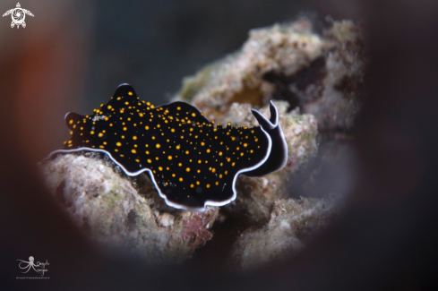 A Thysanozoon nigropapillosum | yellow-spotted flatworm