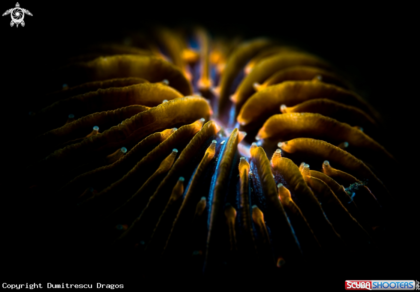 A Slipper coral