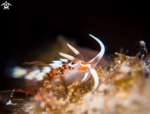 A Phidiana indica | Nudibranch
