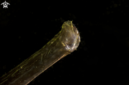 A Greater pipefish
