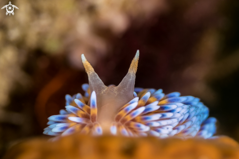 A Gasflame nudibranch