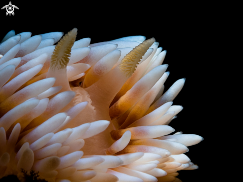 A White Gasflame Nudibranch