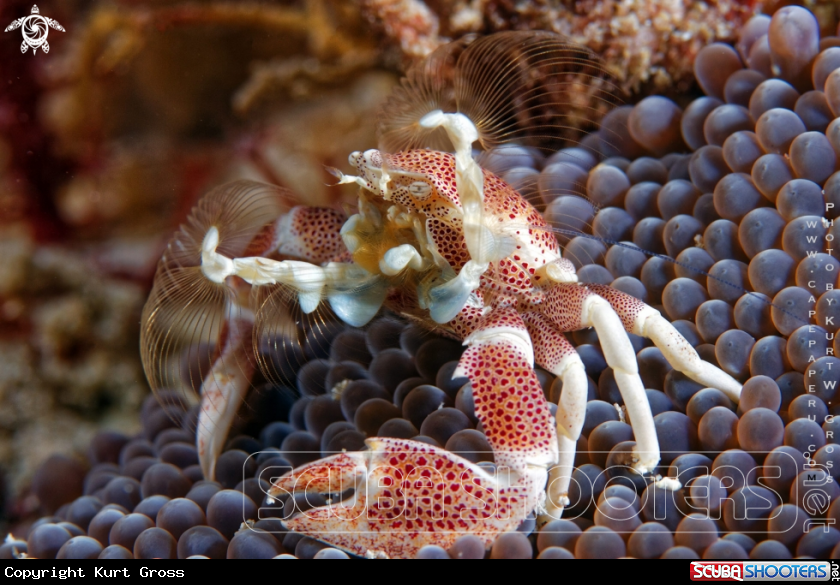 A Porzelan Crab