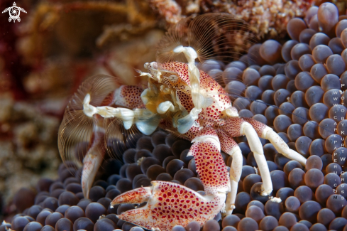 A Porzelan Crab