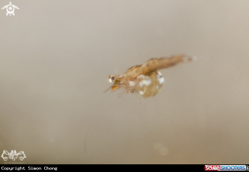 A litter tiny shrimp 