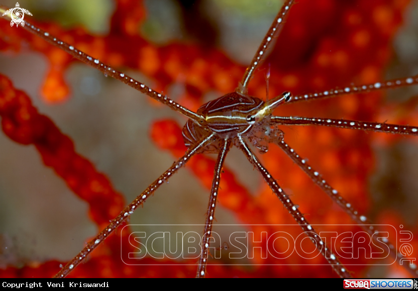 A Arrow (spider) crab