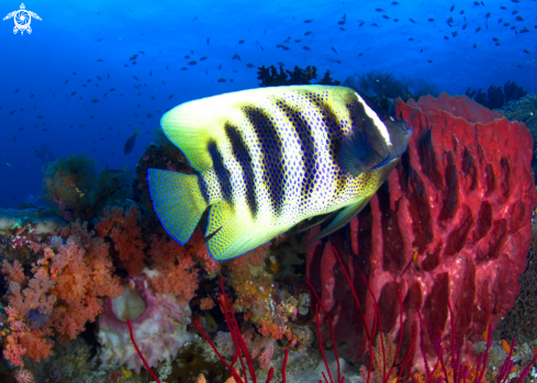 A Pomacanthus sexstriatus | Six-banded anglefish