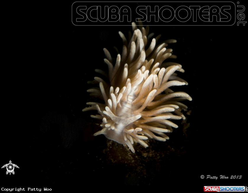 A Aeolid Nudibranch