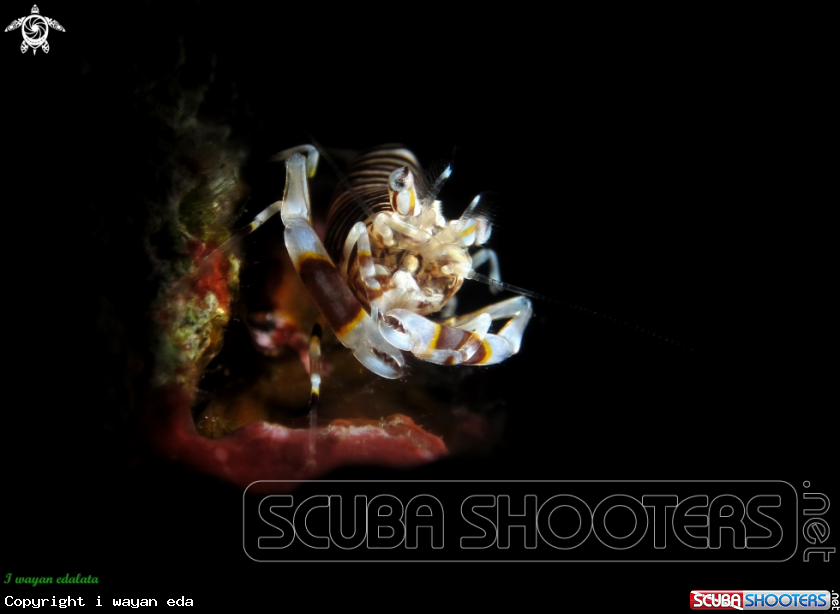 A Mumblebee Shrimp