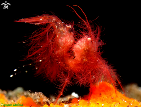 A Chicken hairy shrimp | Chicken hairy shrimp
