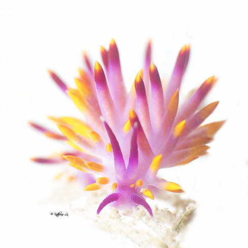 A Tenelia Sibogae | Nudibranch