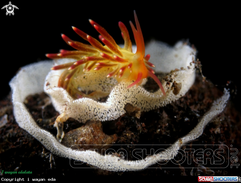 A Flabellina sp