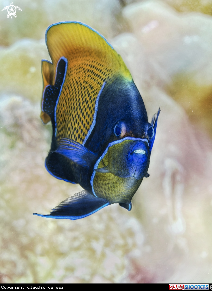 A the Blue-Girdled Angelfish