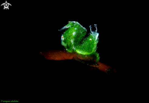 A Algae Shrimp | Algae Shrimp