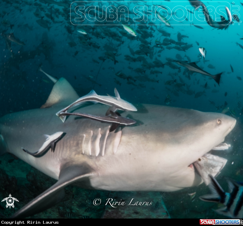 A Bull Shark with her Tuna's Head