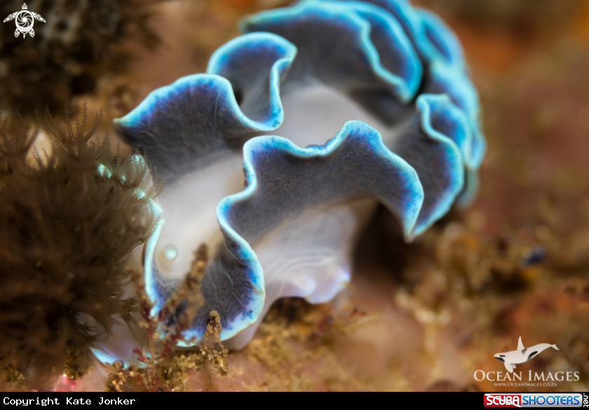 A Frilled Nudibranch