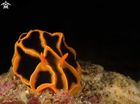 A  Reticulidia halgerda | Nudibranch halgerda