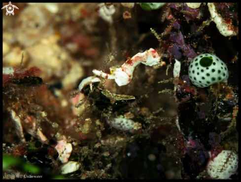 A Hippocampus Pontohi | White Pygmy Seahorse