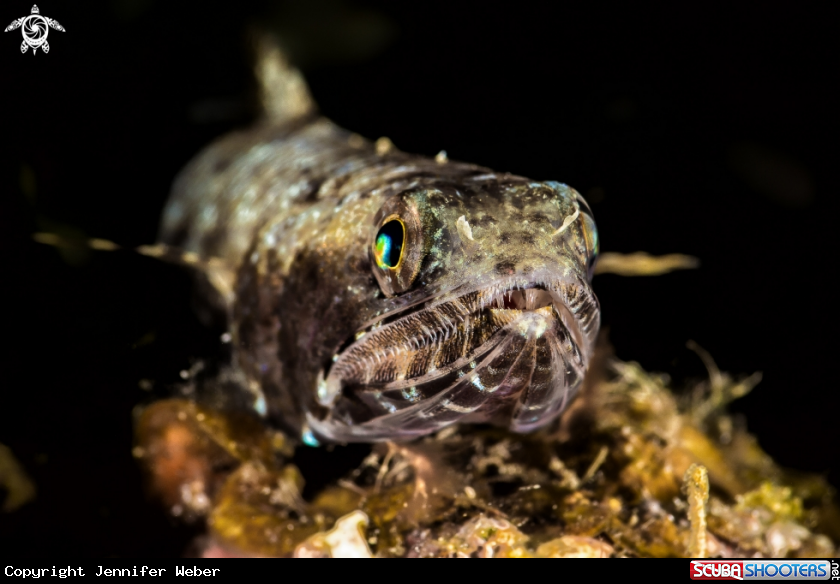 A Lizardfish