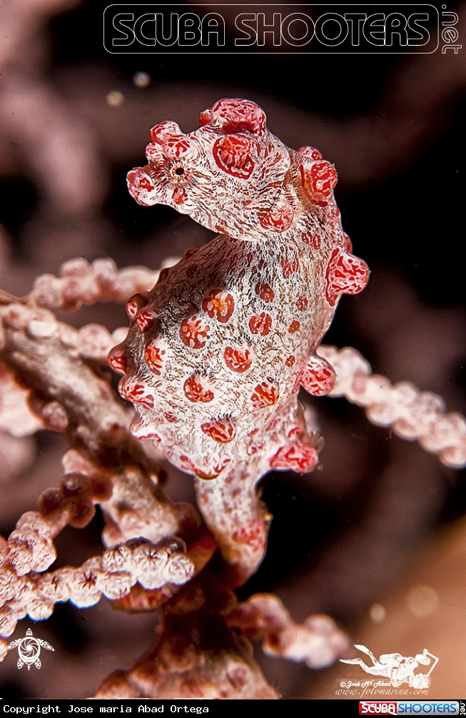 A Caballito pigmeo  Pygmy Sea Horse