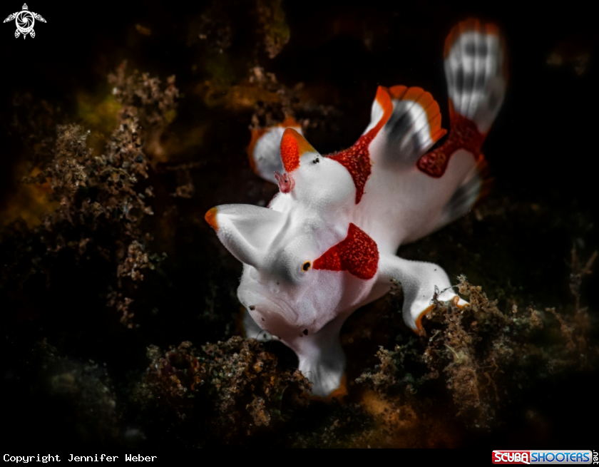 A clown-frogfish