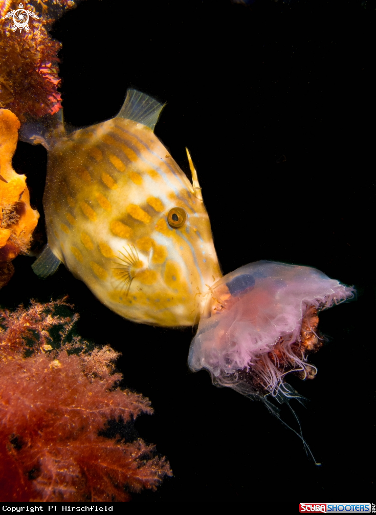 A Leatherjacket and Sea Jelly