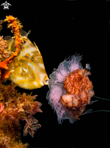 A Leatherjacket and Sea Jelly