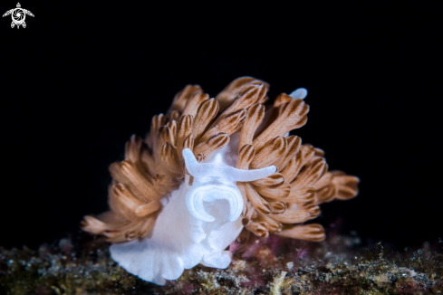 A phyllodesmium | mimic nudibranch