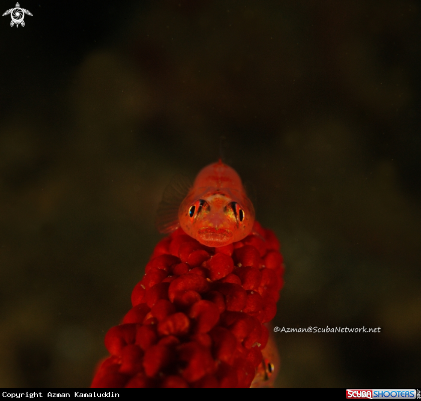 A Red Goby