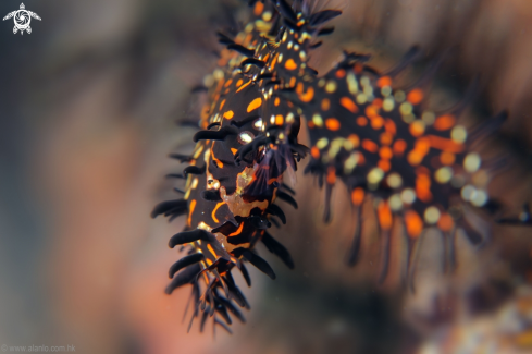 A Ornate Ghostpipefish with eggs