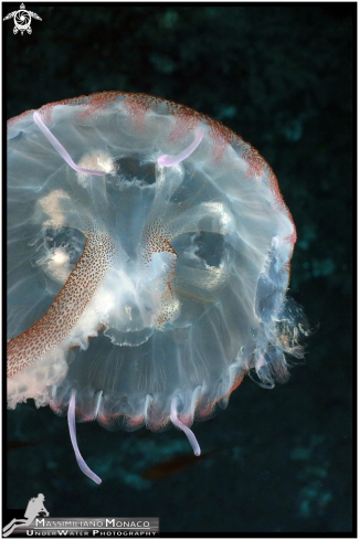 A Pelagia noctiluca | Medusa luminosa