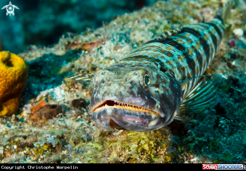 A Lizard Fish