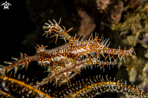 A Ornate ghost pipefish